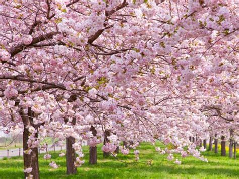 Cerezos en flor - 16 curiosidades sobre el cerezo en flor