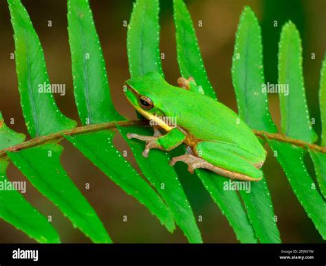 Eastern Eastern Dwarf Tree Frog Litoria Fallax Adult Resting On Fern