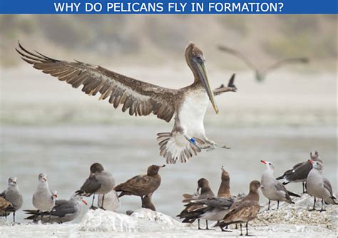 Be Like A Pelican And Join Our Flock International Bird Rescue