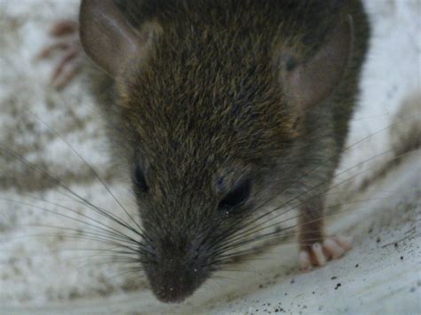 Montgomery, prattville, millbrook, wetumpka, & pike road, al. Rodent Removal - 1st Stryke Pest and Termite Control