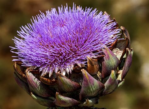 Fun Facts About Artichokes Daily Harvest Express