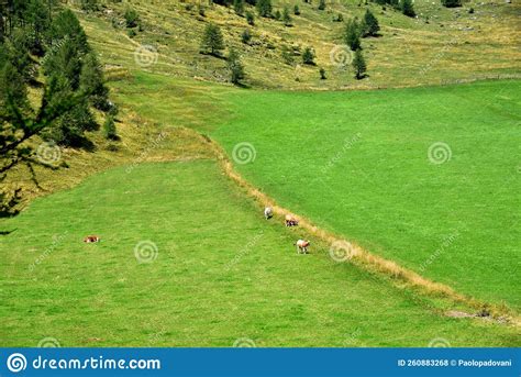 Vast Mountain Pastures Stock Photo Image Of Forage 260883268