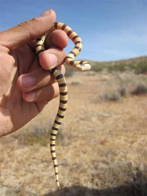 Shovel Nosed Snake Chionactis Occipitalis Us Geological Survey
