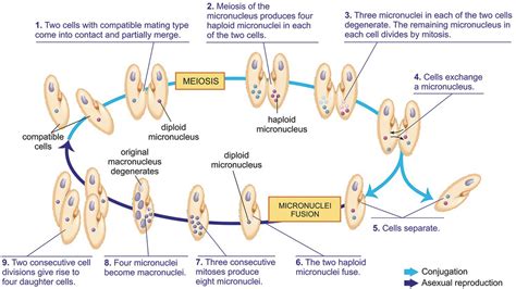 Paramecium Life Cycle