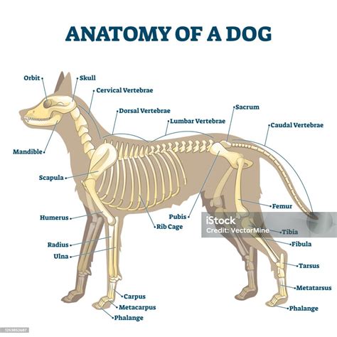 Anatomy Of Dog Skeleton With Labeled Inner Bone Scheme Vector