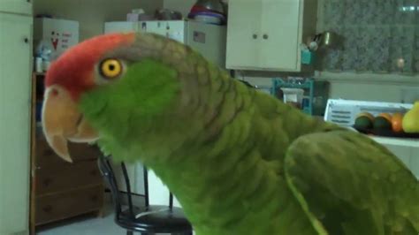 Parrot Gives Kisses Youtube