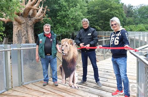 Er liegt an den hängen des schölerbergs in einem buchenwald und wird deshalb auch waldzoo genannt. Zoo Osnabrück öffnet Höhenpfad der Löwenanlage