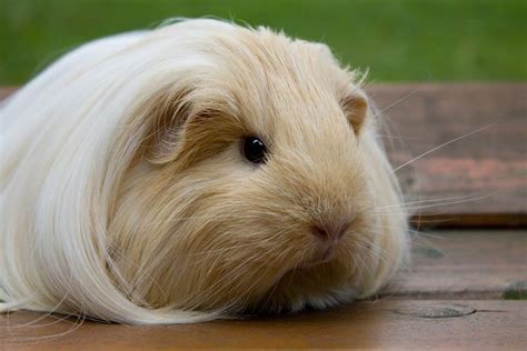 Silkie Guinea Pig Info Pictures Personality Traits Pet Keen Atelier
