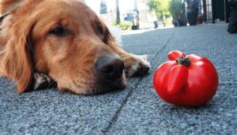 23 Can You Give Dogs Tomatoes Home