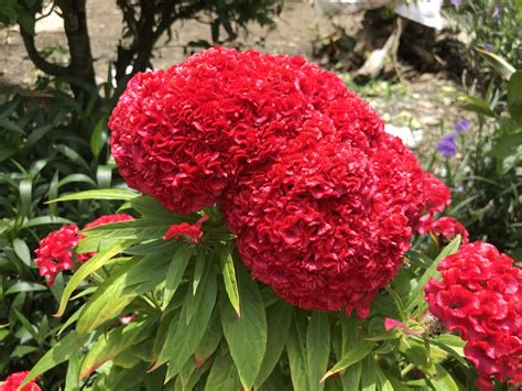 Das foto muster mit symbolen von thermometern auf grauem. Pin von Sing Fong Tain auf Blumen | Blumen