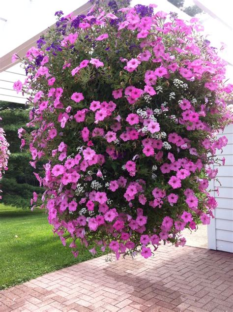 Aug 26, 2020 · the gardening experts at hgtv share 20 ideas for fall hanging baskets, including pansy, supertunia, sweet alyssum, garden mums, begonia and more. Hanging Basket with supertunias, lobularias, verbena