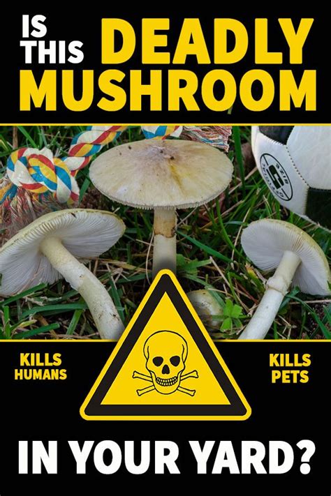 Is This Deadly Poisonous Mushroom Lurking In Your Yard ⋆