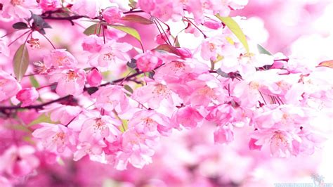 Pink Sakura Wallpapers Top Những Hình Ảnh Đẹp
