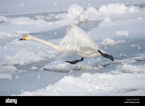 Whooper Swan On Frozen Lake Kussharo Japan Stock Photo Alamy