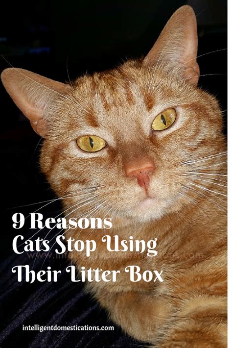 Maybe you would like to learn more about one of these? 9 Reasons Cats Stop Using Their Litter Box