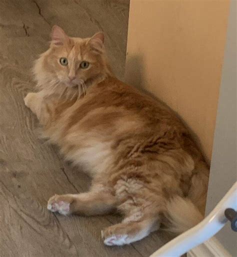 Rehomed Orange Tabby Maine Coon Mix Cat For Adoption In Calgary Ab