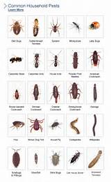 Pictures of Pest Identification Arizona