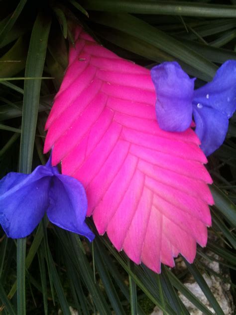 We did not find results for: Amazing tropical plant, love the pink and purple shades ...