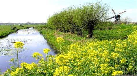 Spring Holland Wallpapers Wallpaper Cave