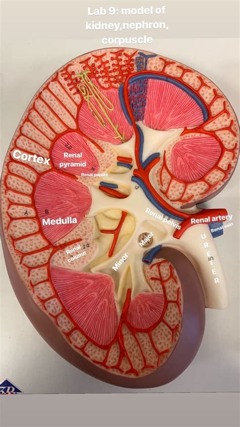 Urinary Sys Model Of Kidney Medical School Essentials Medical