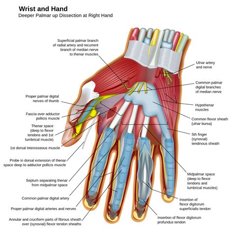 Mcqs Of Anatomy Of Hand Dentistry And Medicine