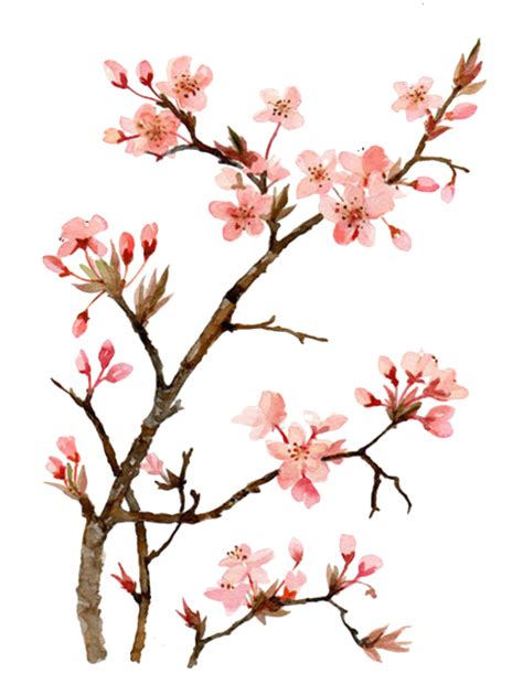 Sakura Flower Drawing | Free download on ClipArtMag gambar png