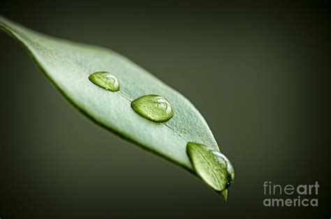 Water Drops On Green Leaf By Elena Elisseeva Leaf Artwork Leaf
