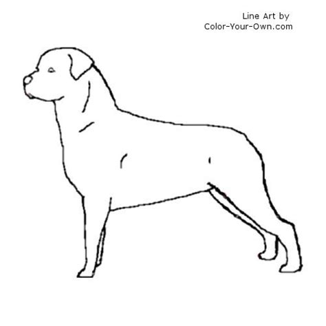 Over 100 easy coloring pages for the youngest children! Rottweiler Coloring Page