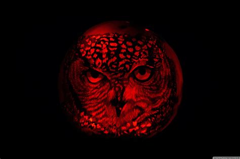 Free Download Owl Pumpkin Carving 4k Hd Desktop Wallpaper For 4k Ultra