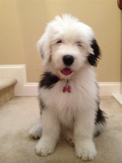 The 25 Best English Sheepdog Puppy Ideas On Pinterest