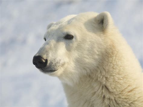 Wwf And Nathab Host Special Polar Bear Webinar Blog Posts Wwf