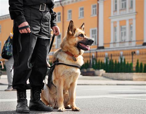 Caractéristicas Y Funciones De Los Perros Policía Rex