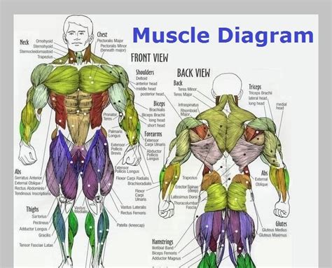 Human Back Muscle Chart The Massive Muscle Anatomy And Body Building