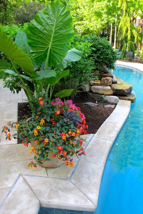 44 Potted Plants For Pool Area Ideas Plants Pool Landscaping