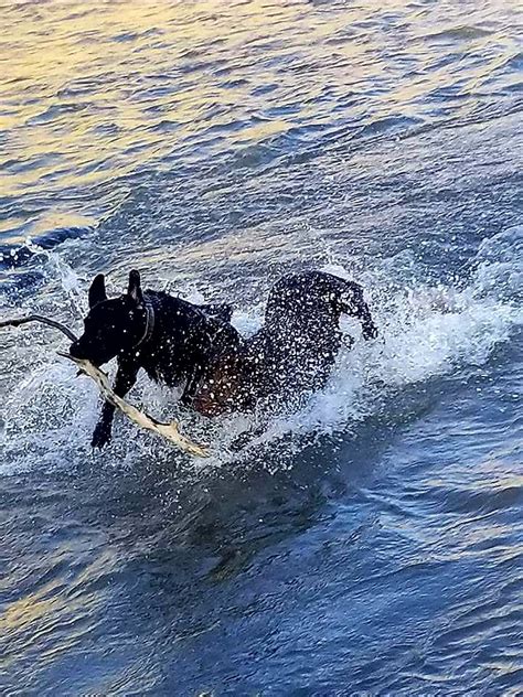 Select alabama alaska alberta arizona arkansas british columbia california colorado connecticut delaware florida georgia hawaii idaho. Double Trouble Labs | Labrador Retriever Breeder ...