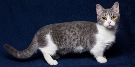 Munchkin Cat Breed Size Appearance And Personality