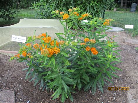 Butterfly Weed Seeds Asclepias Tuberosa Milkweed 4 Monarchs