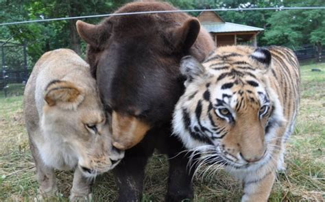 Untrennbare Freunde Was Löwe Tiger Und Bär Verbindet Uberalles