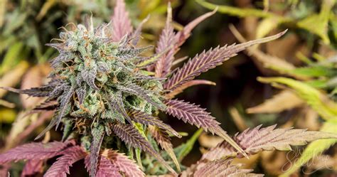 How To Make Feminized Cannabis Seeds Weedseedshop