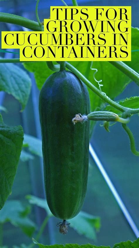 How to grow cucumbers from seeds in pots. How to Grow Unlimited Cucumbers In Pots At Home - Even If ...