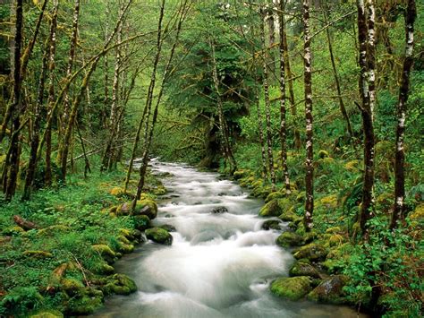 Timelapse Photo Of Flowing River Between Green Trees During Daytime Hd