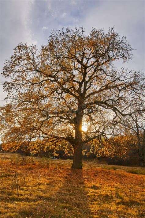 Big Oak Tree At Sunset Stock Photo Image Of Forest 133150470