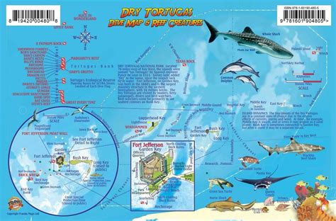 Dry Tortugas Florida Dive Map And Coral Reef Creatures Guide