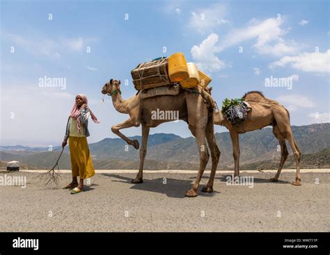Eritrean Woman With Her Camels On The Massawa To Asmara Road Anseba