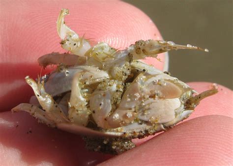 Photapir — California Mole Crabs Or Pacific Sand Crabs If