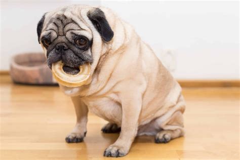 Does Your Dog Need To Lose Weight Heres 10 Simple Ways To Help Your