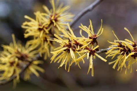 Witch Hazel Uses Benefits And Side Effects