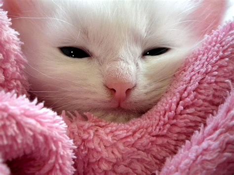 White Kitten Pink Textile Cat Fluffy Cat Cute Animals Cats Fur