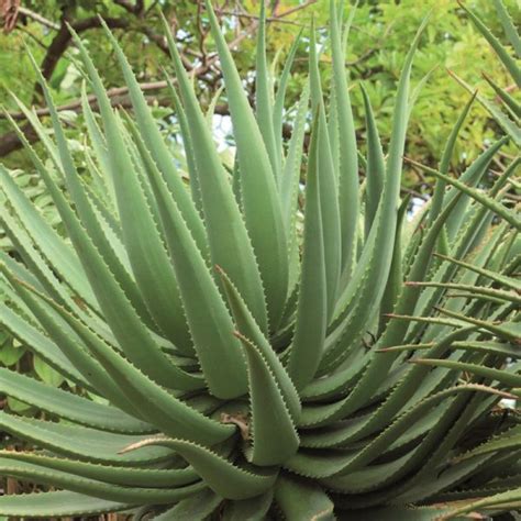 Sirop d agave