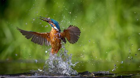 Nature Animals Birds Kingfisher Water Drops Wallpapers